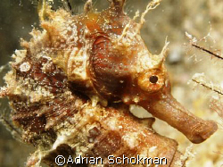 My 1st Sea Horse Picture. Taken with Olympus E-330 + 50mm... by Adrian Schokman 